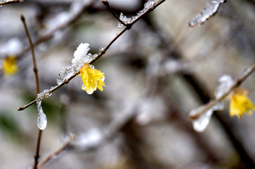 冰雪压枝腊梅花开