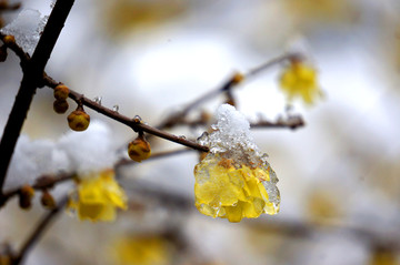 包雪腊梅花开