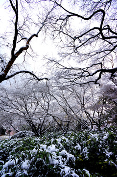 树林压雪