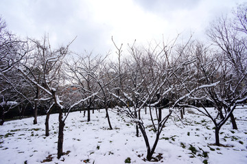 大雪樱花林