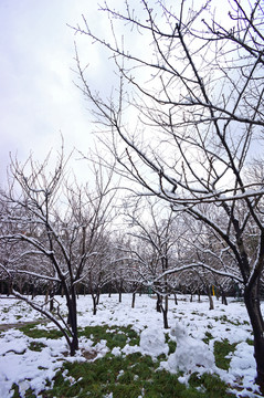 下雪天樱花林的雪人