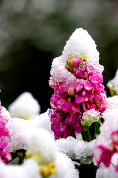 傲雪小红花