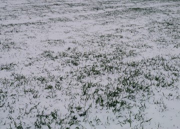 冰雪覆盖的麦地