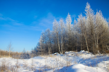 雪原森林