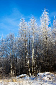 冬季白桦树雾淞
