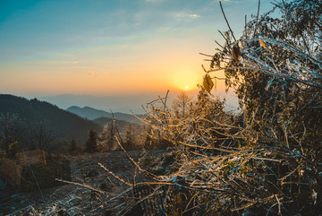 清晨雪松