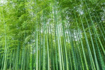 竹子竹林竹叶