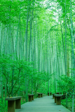 竹林小路