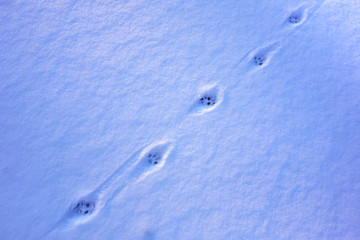 雪地里的动物脚印