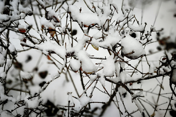 树枝积雪