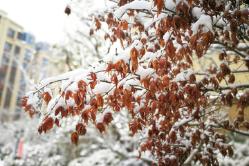 积雪