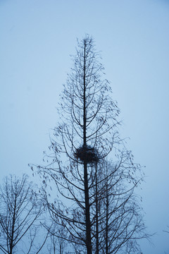 水杉树上的鸟巢