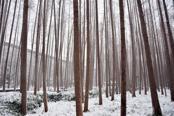 冬季水杉林