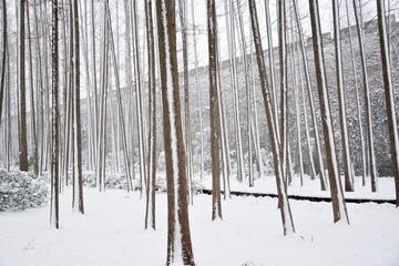 水杉林雪景