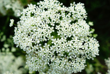 大兴安岭野生植物 白芷