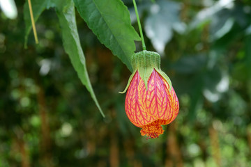 金铃花 风铃花