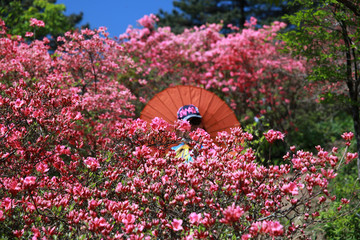 龟山杜鹃花海