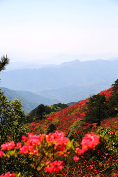 杜鹃花海