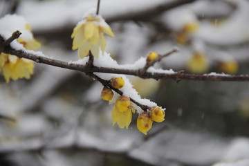 雪梅