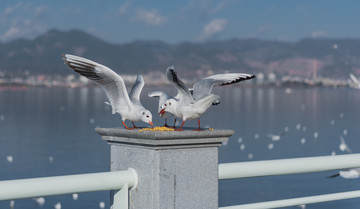 滇池 海鸥