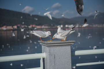 滇池 海鸥