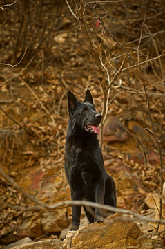 黑色德国牧羊犬