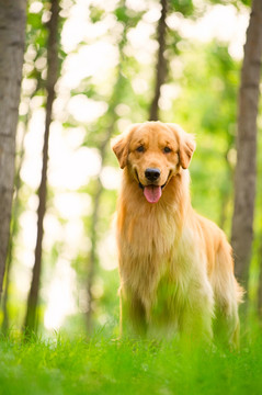 金毛巡回猎犬