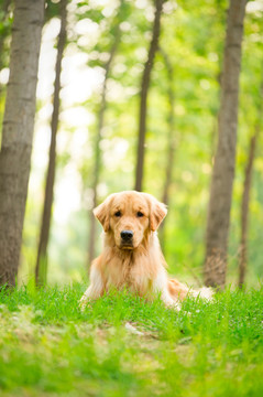 金毛巡回猎犬