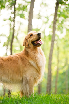 金毛巡回猎犬