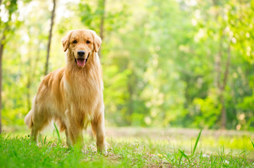 金毛巡回猎犬