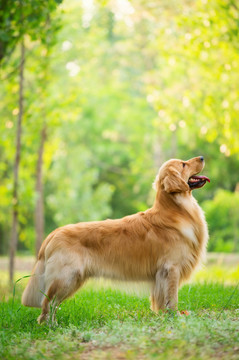 金毛巡回猎犬