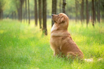 金毛巡回猎犬