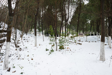 江南雪景