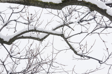 白雪树枝