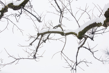 白雪树枝