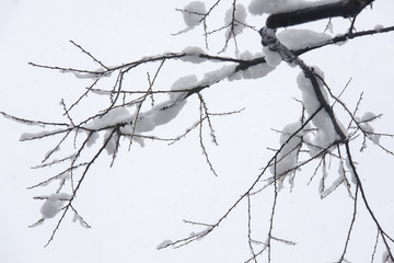 白雪树枝