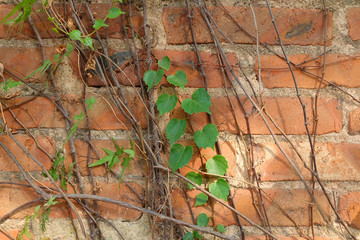 植物墙