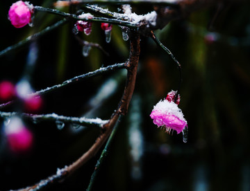 雪中梅花