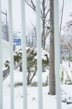 雪中的红花