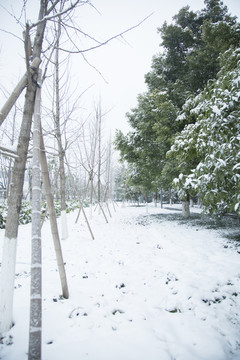 雪中的树枝和树木