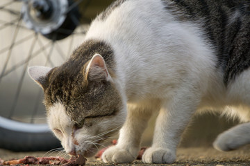 小猫进食