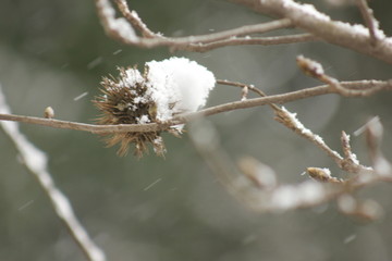 南方的雪