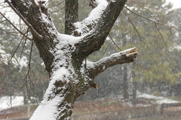 南方的雪