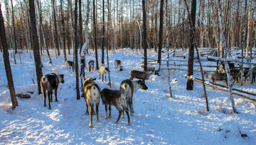 冬季森林驯鹿群