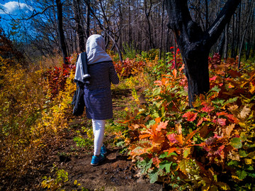 秋季彩色森林女人背影