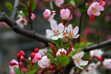 南京春色 花朵盛开 姹紫嫣红