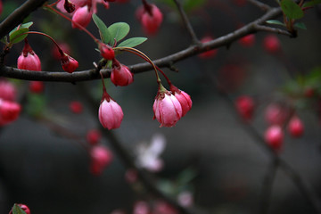 南京春色 花朵盛开 姹紫嫣红