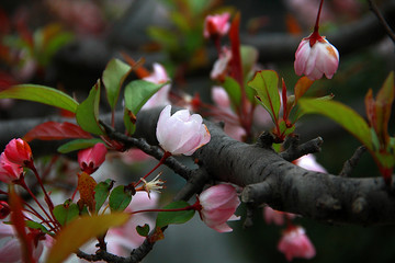 南京春色 花朵盛开 姹紫嫣红