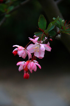 南京春色 花朵盛开 姹紫嫣红