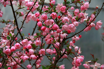 南京春色 花朵盛开 姹紫嫣红